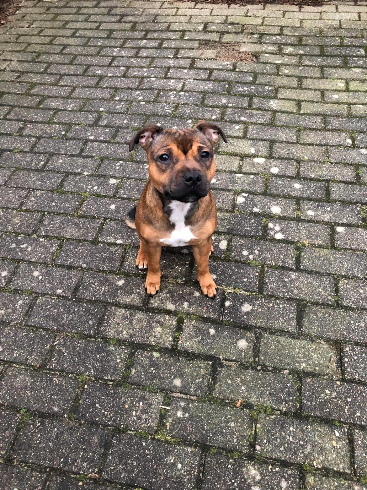 Staffordshire bull terrier Kenya  billede 31