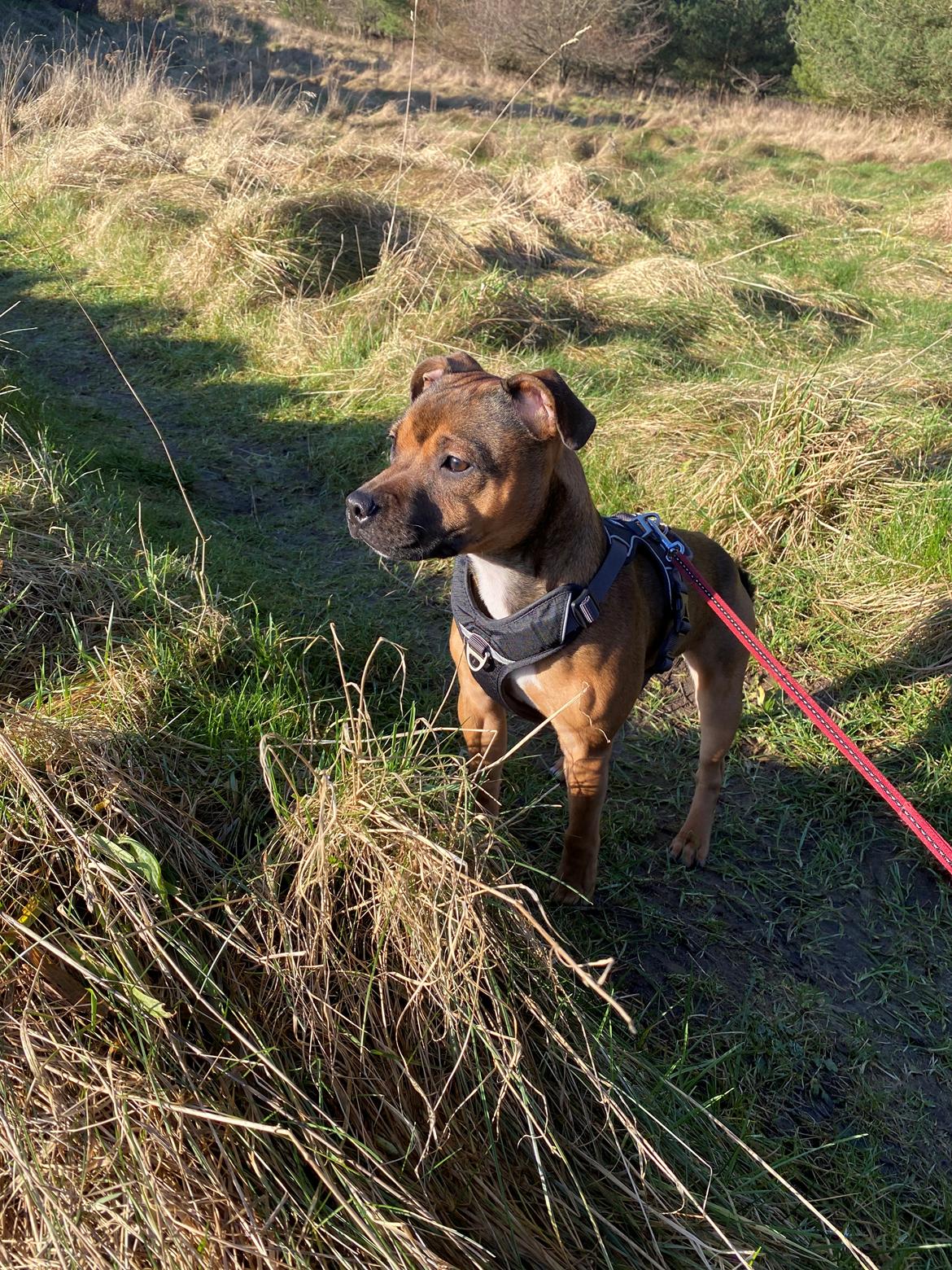 Staffordshire bull terrier Kenya  billede 32