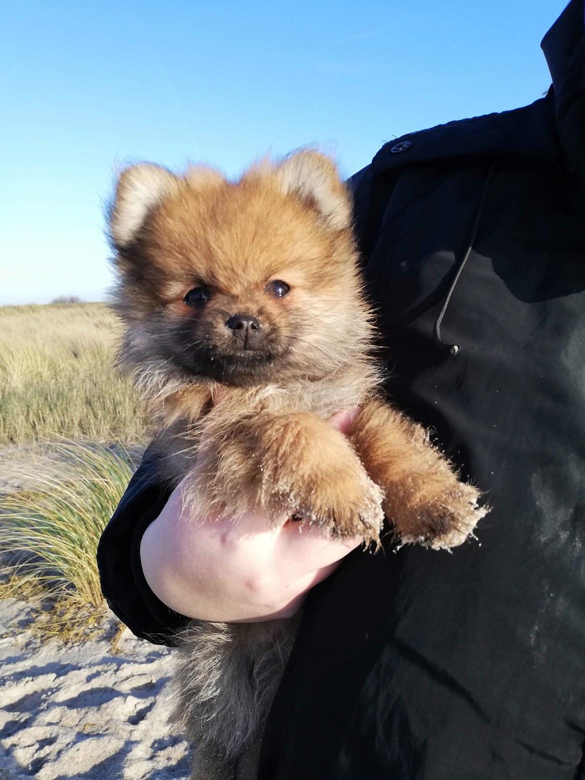 Pomeranian Alou  billede 2