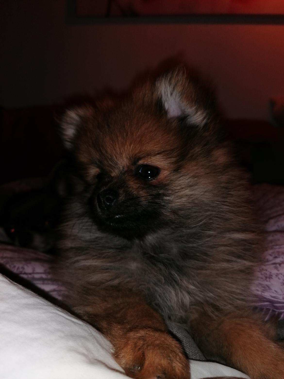 Pomeranian Alou  billede 3