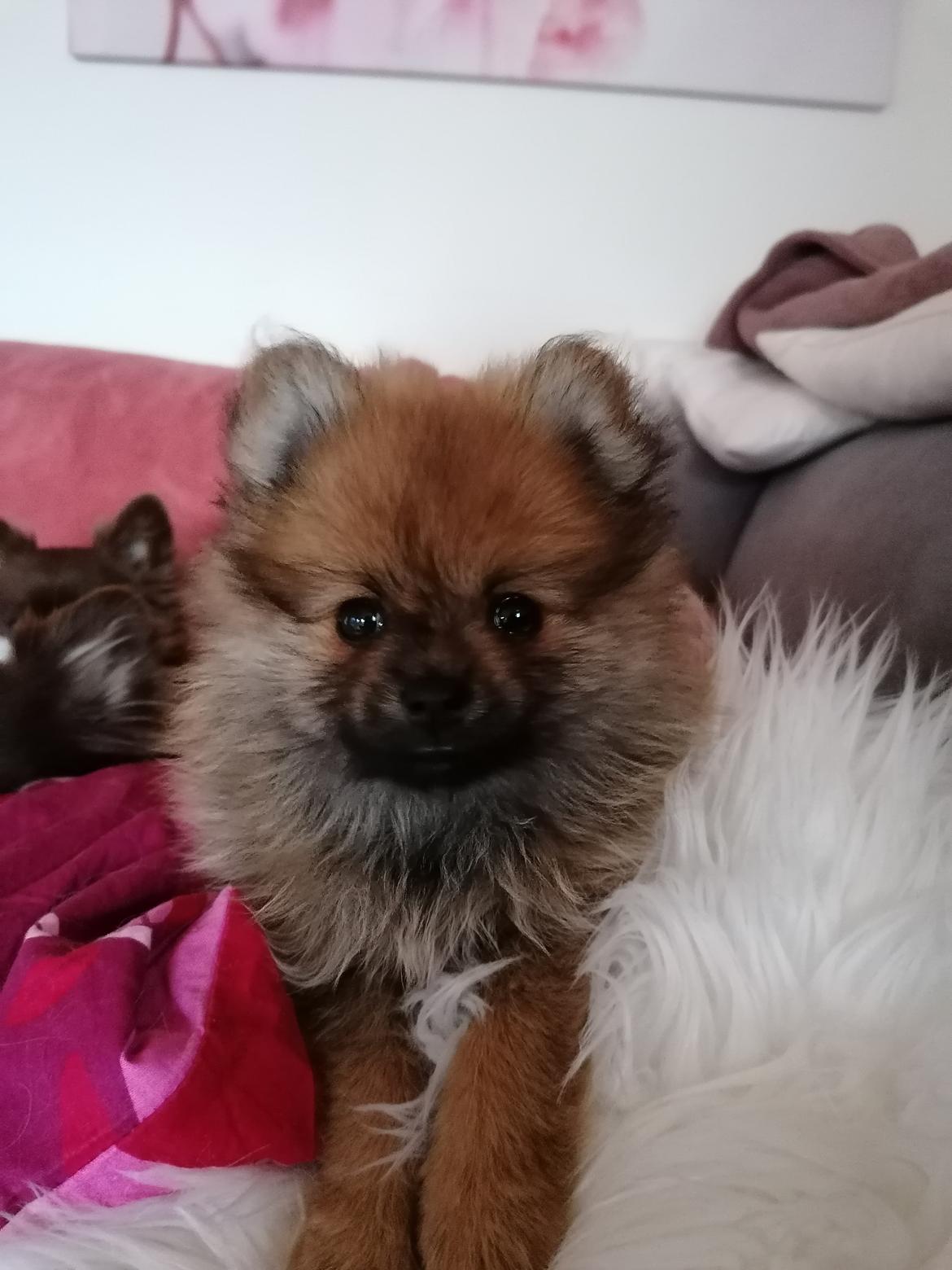 Pomeranian Alou  billede 5