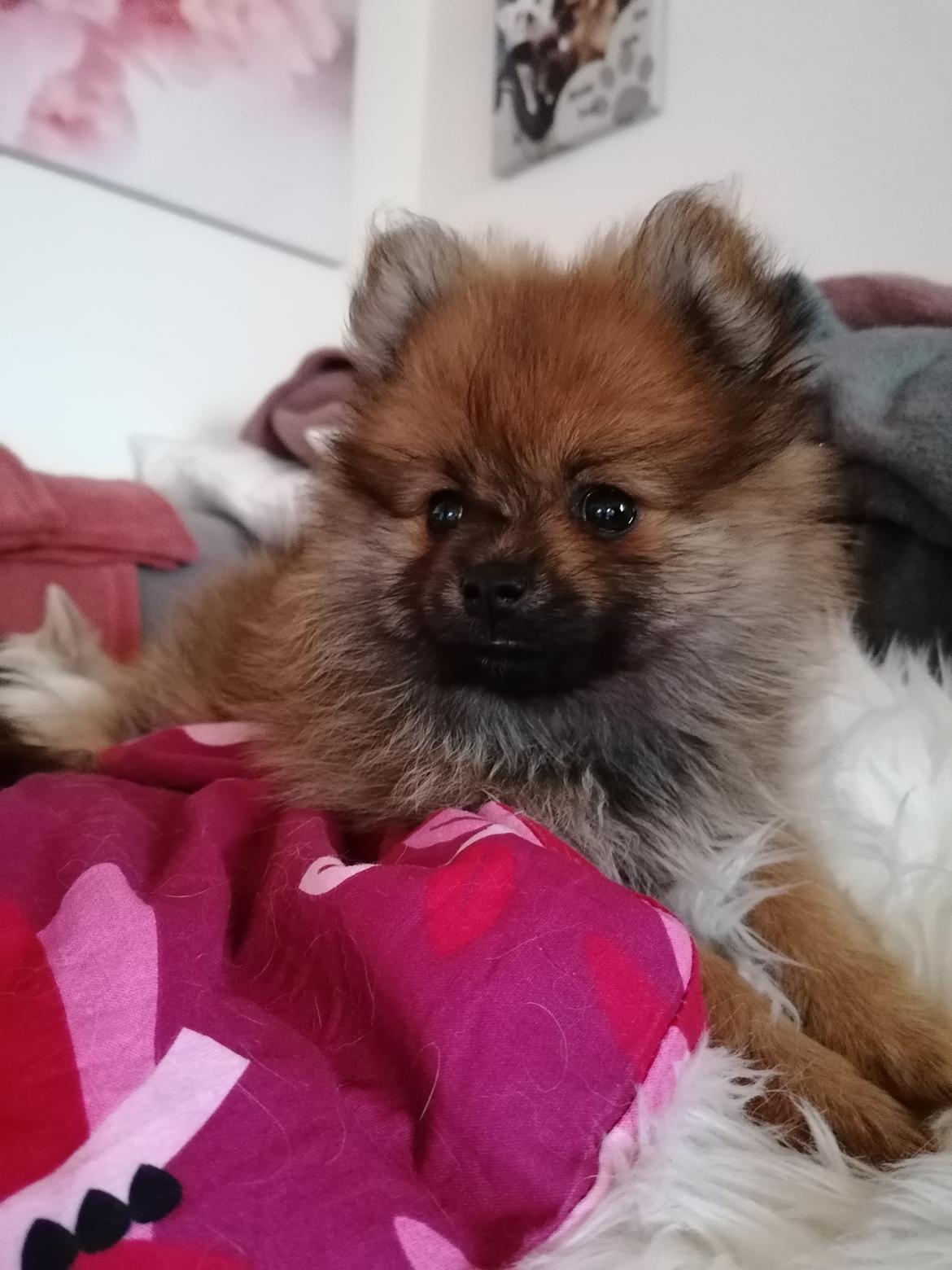 Pomeranian Alou  billede 6