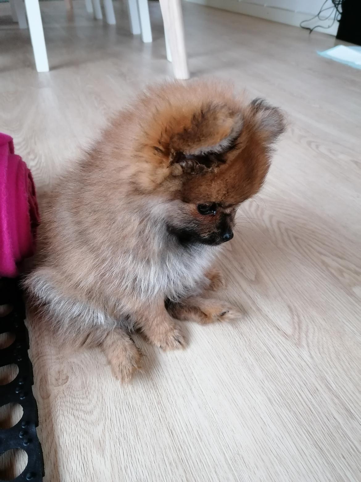 Pomeranian Alou  billede 7