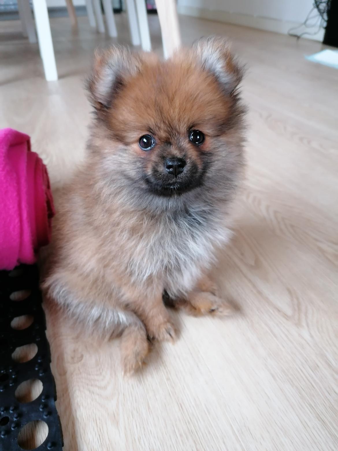 Pomeranian Alou  billede 8