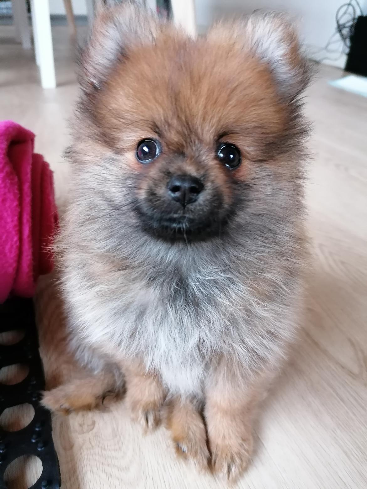 Pomeranian Alou  billede 9