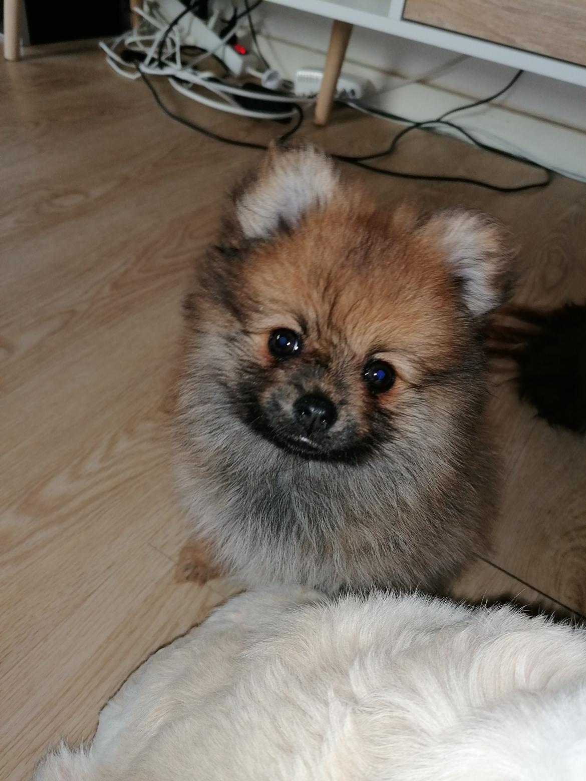 Pomeranian Alou  billede 12