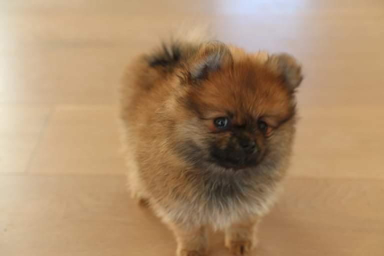 Pomeranian Alou  billede 14