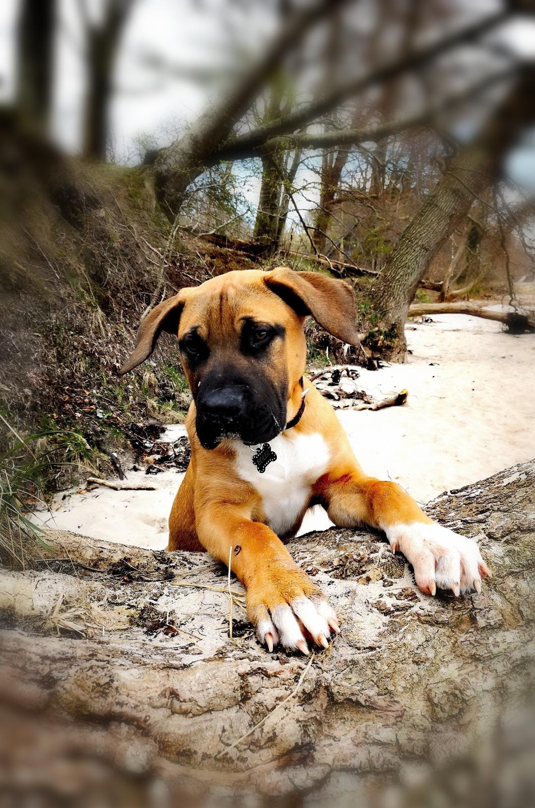 Dogo canario Bolek  billede 1