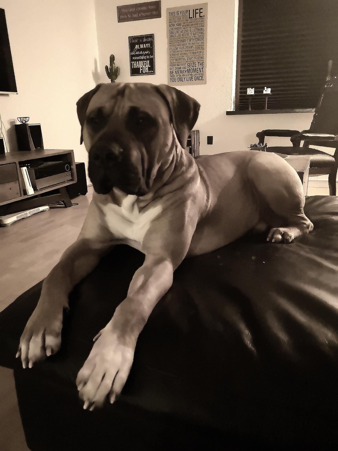 Dogo canario Bolek  billede 26