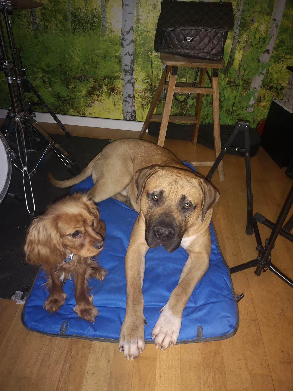 Dogo canario Bolek  billede 27