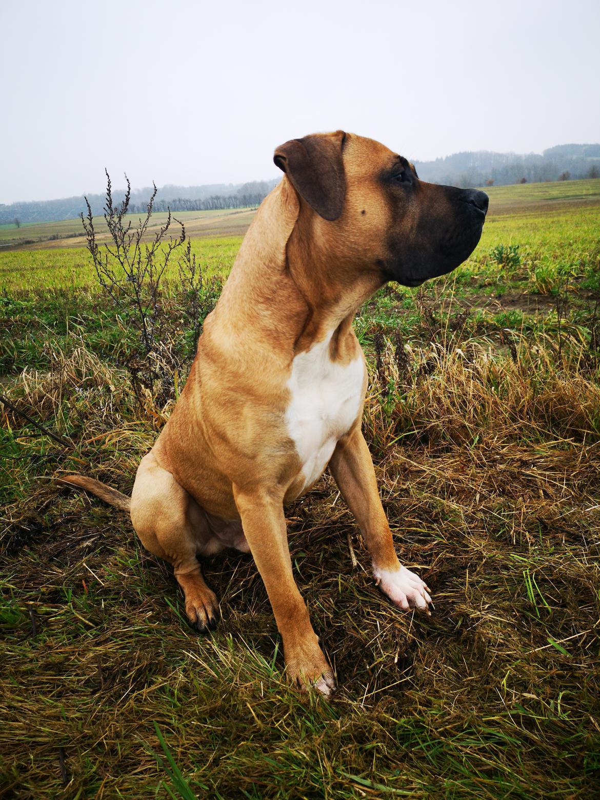 Dogo canario Bolek  billede 30