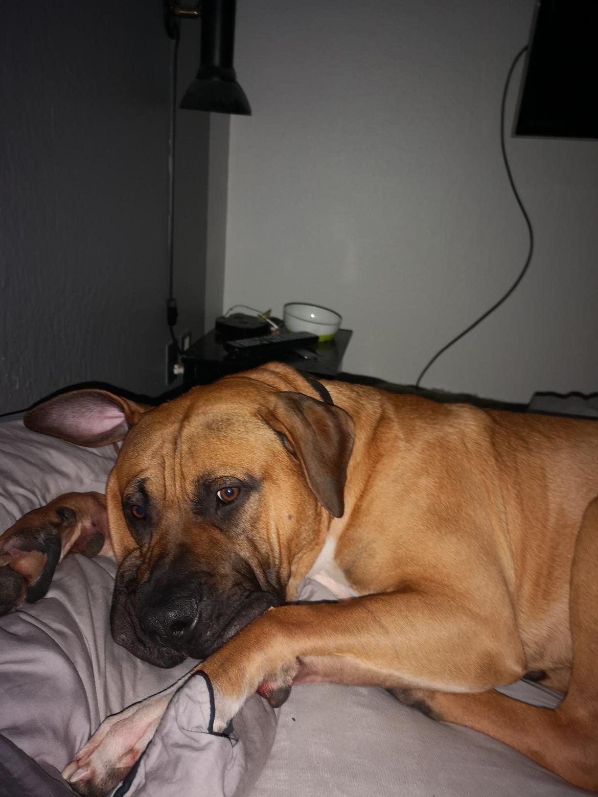 Dogo canario Bolek  billede 31