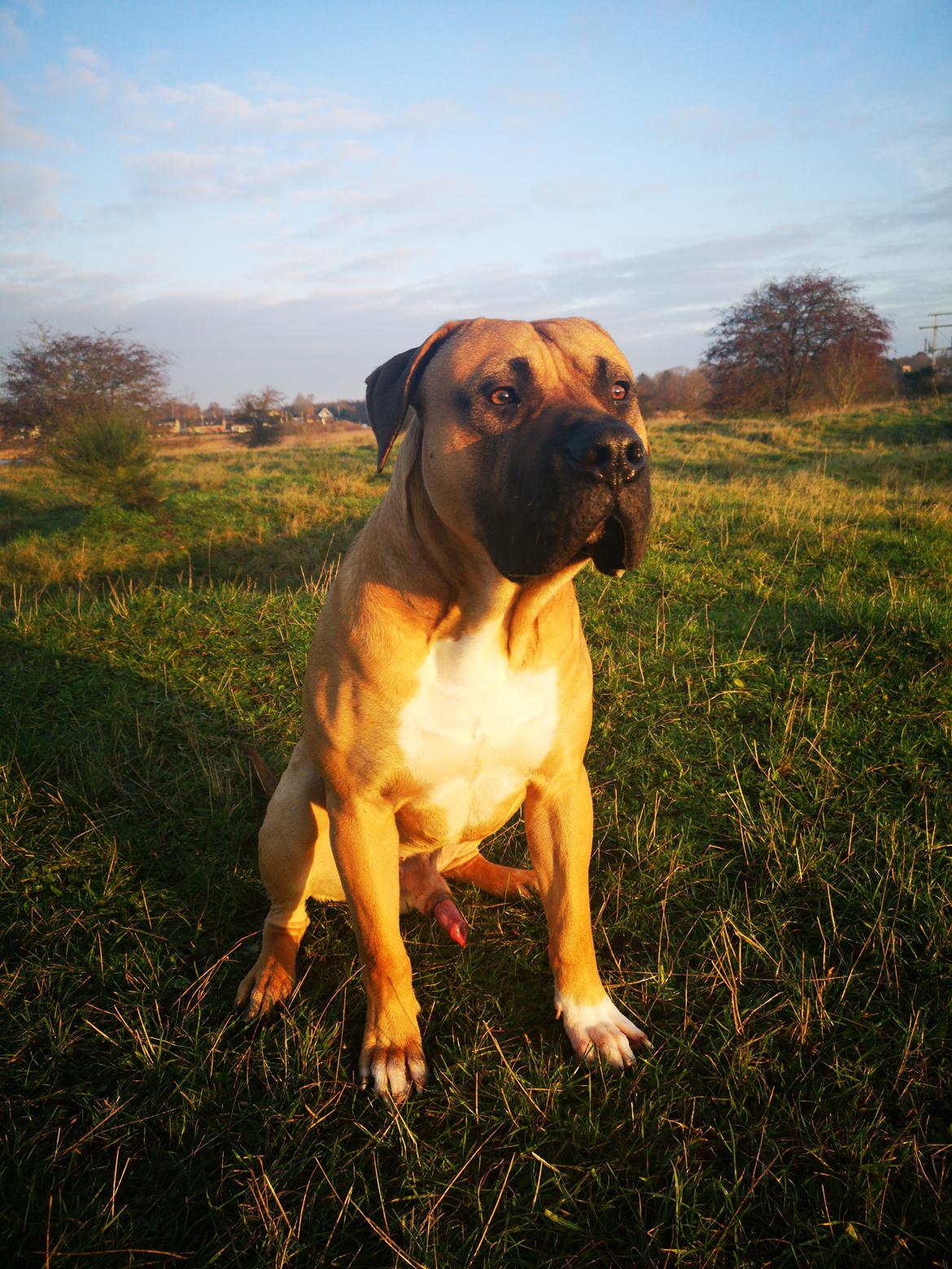 Dogo canario Bolek  billede 28