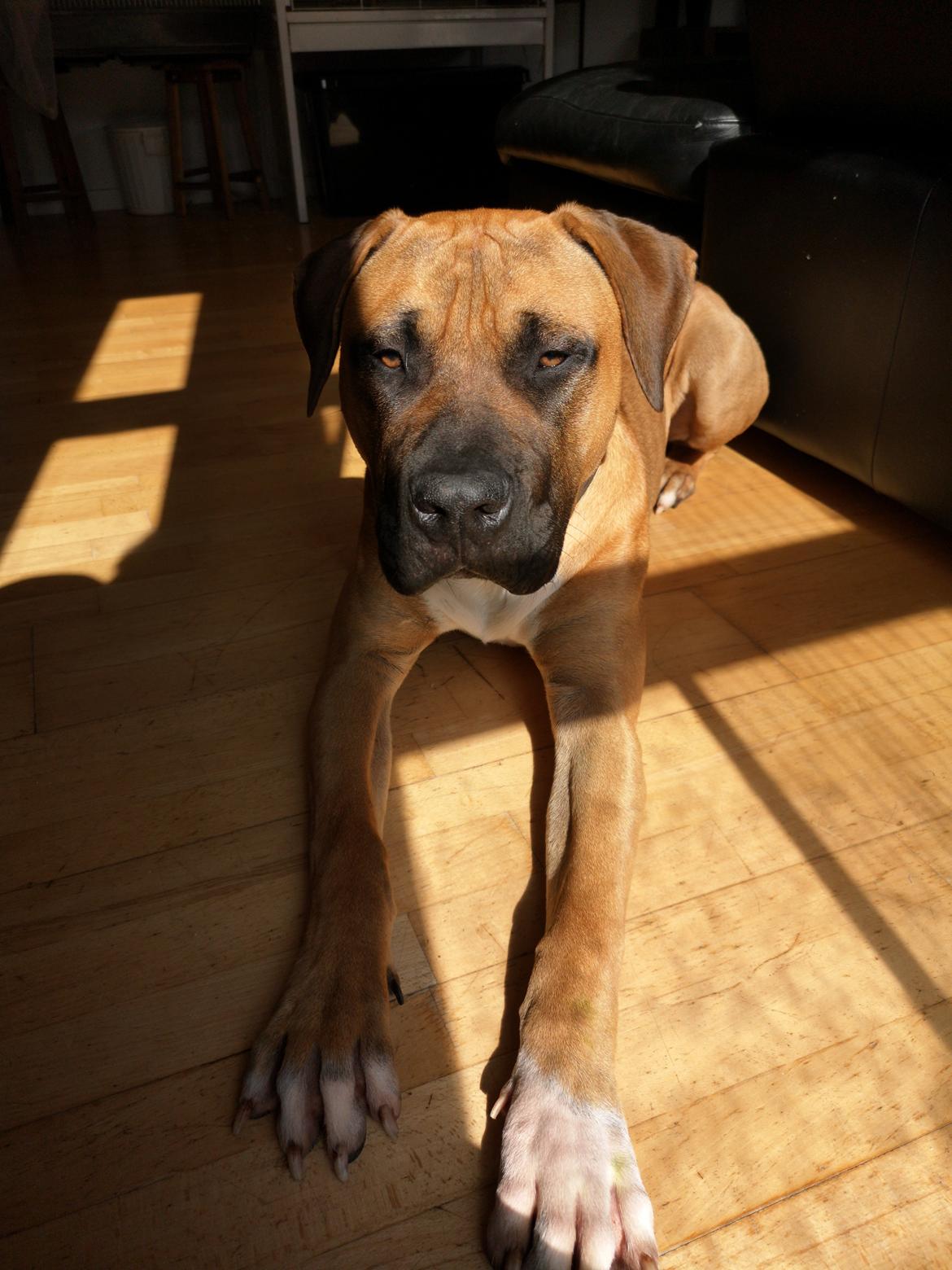 Dogo canario Bolek  billede 33