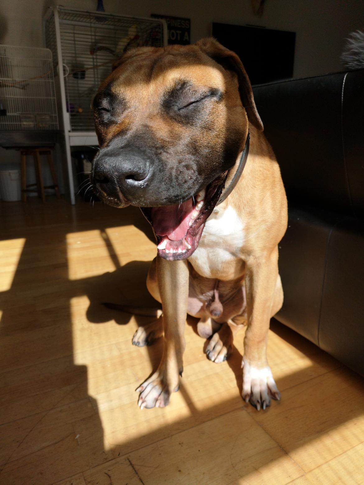 Dogo canario Bolek  billede 34