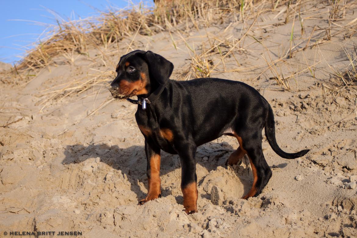 Dobermann Enigma z Padoku // Lexie billede 8