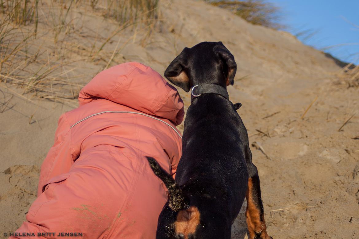 Dobermann Enigma z Padoku // Lexie billede 10
