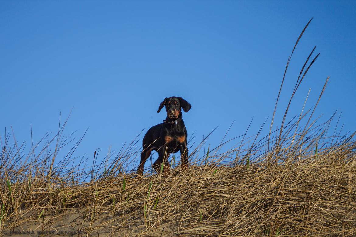 Dobermann Enigma z Padoku // Lexie billede 13