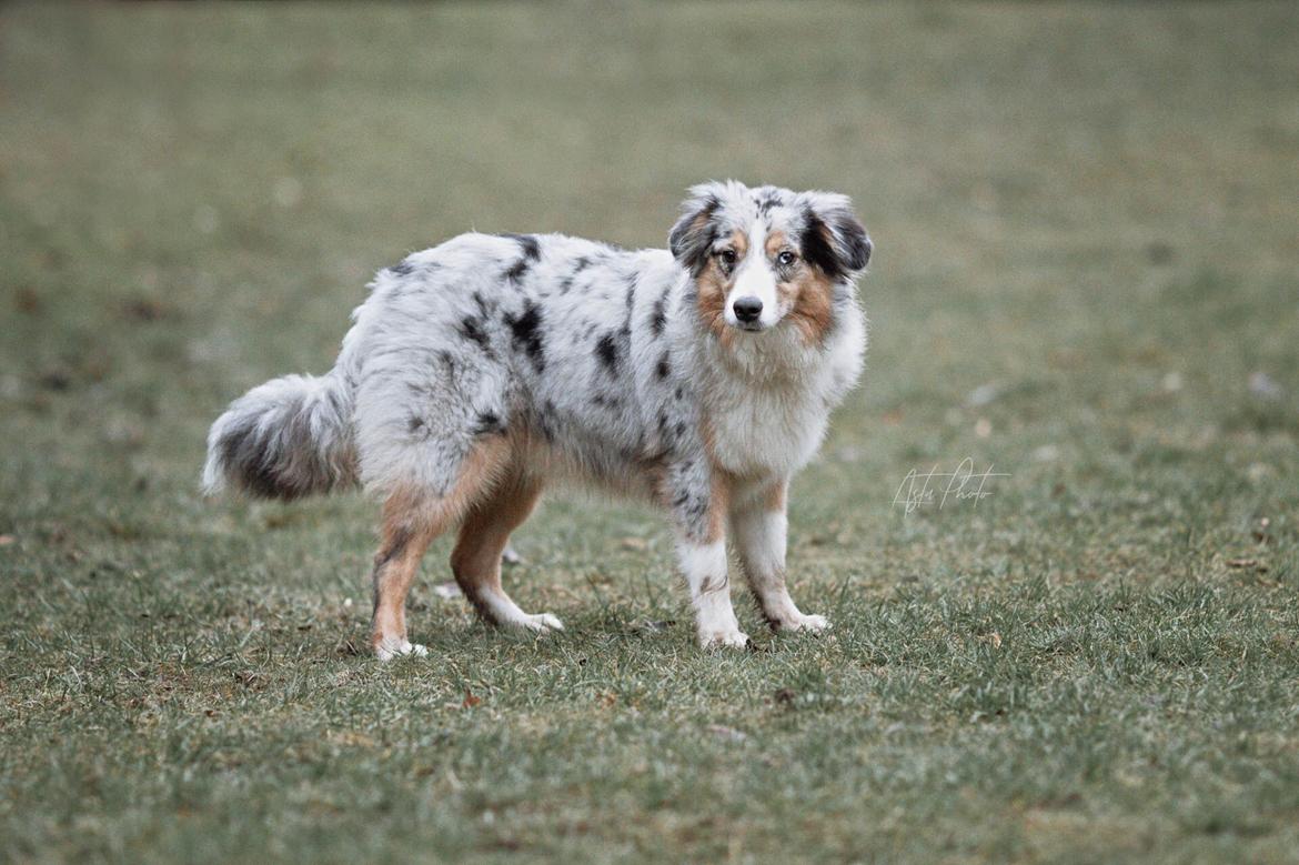 Miniature American Shepherd Ávi / Avicii billede 17