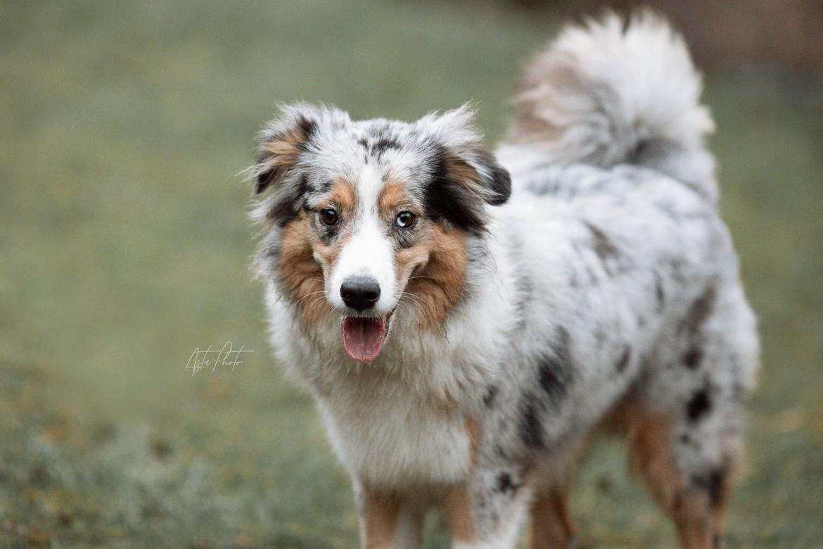 Miniature American Shepherd Ávi / Avicii billede 18