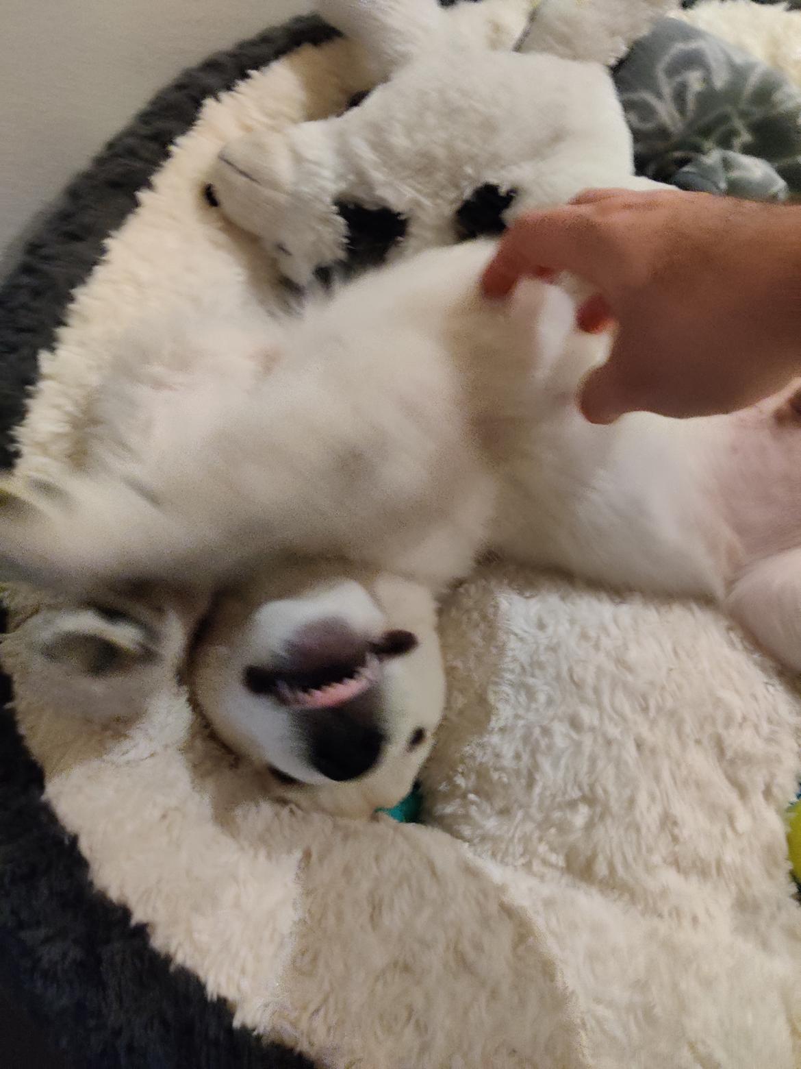 Golden retriever Eddie  billede 12