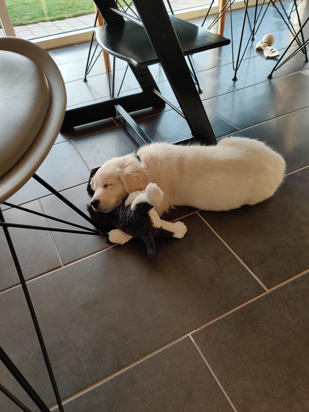 Golden retriever Eddie  billede 13