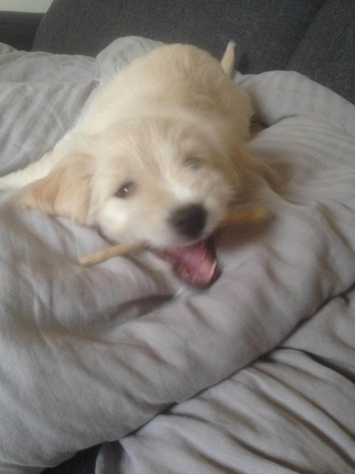 Blanding af racer Luna billede 2