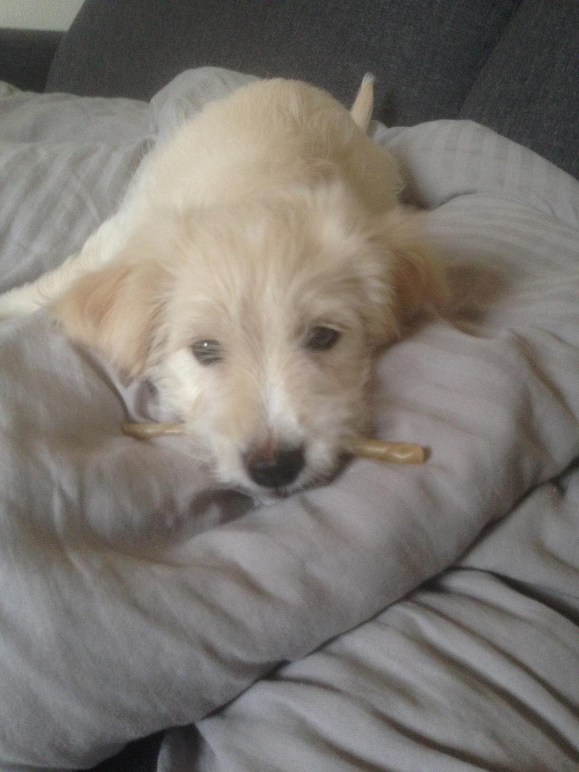 Blanding af racer Luna billede 3