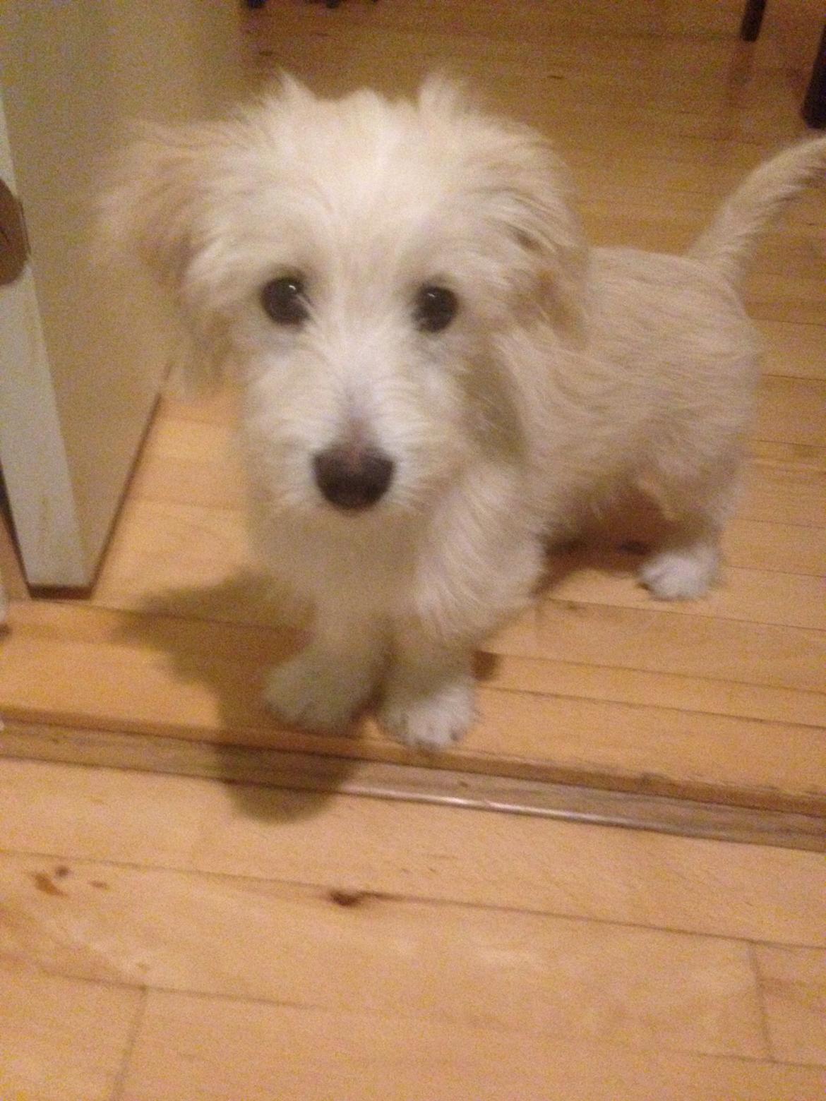 Blanding af racer Luna billede 5