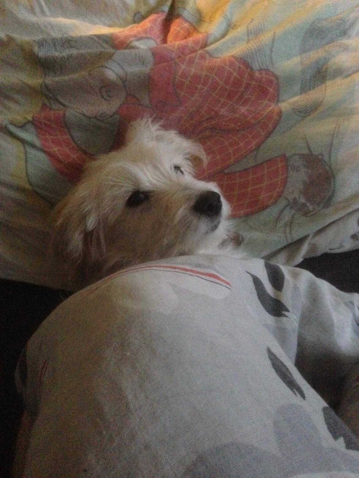 Blanding af racer Luna billede 6