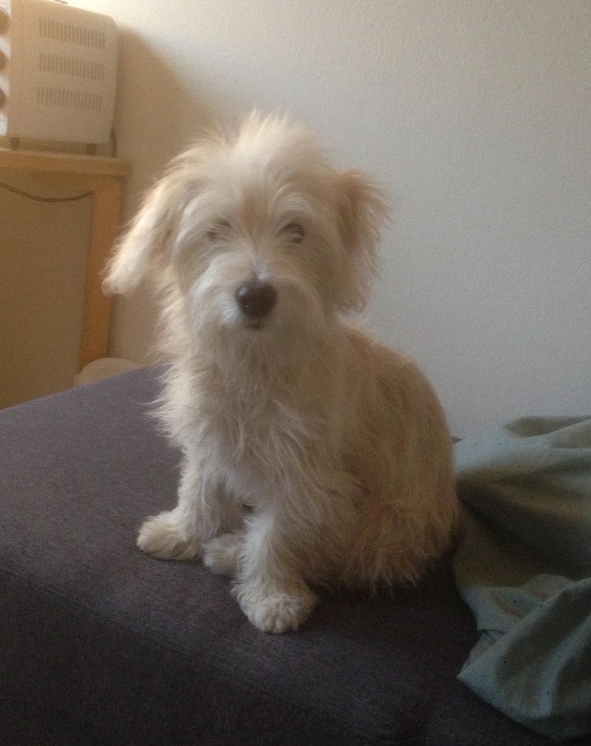 Blanding af racer Luna billede 7