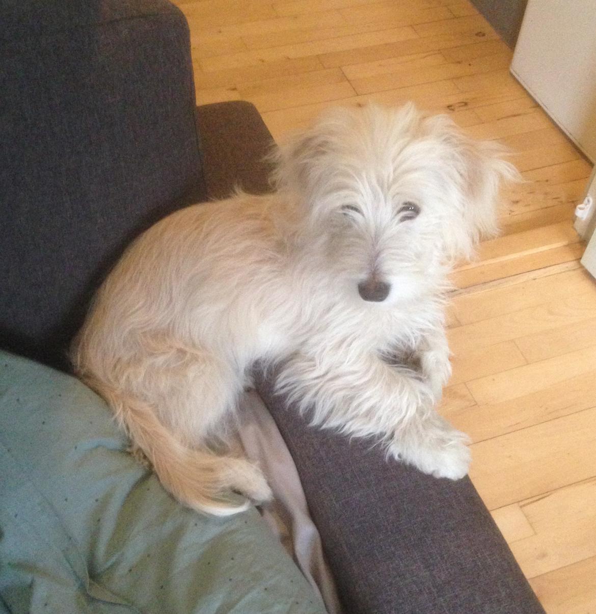 Blanding af racer Luna billede 8