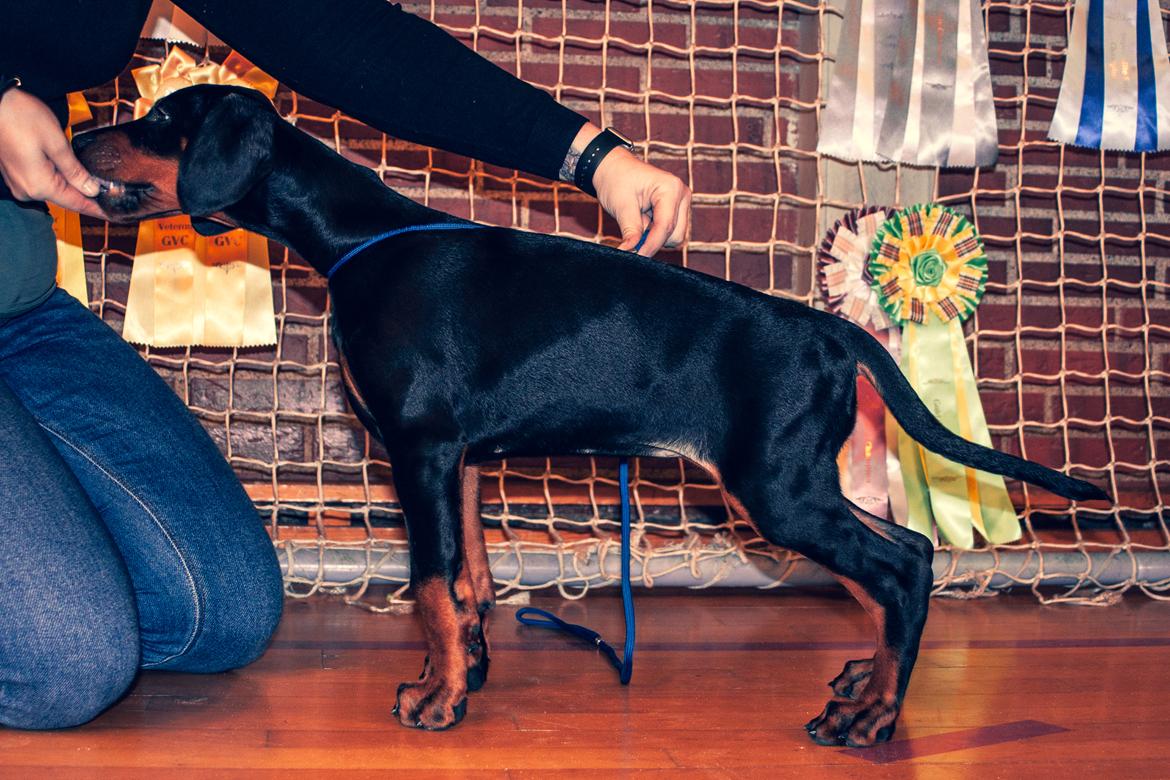 Dobermann Enigma z Padoku // Lexie billede 14