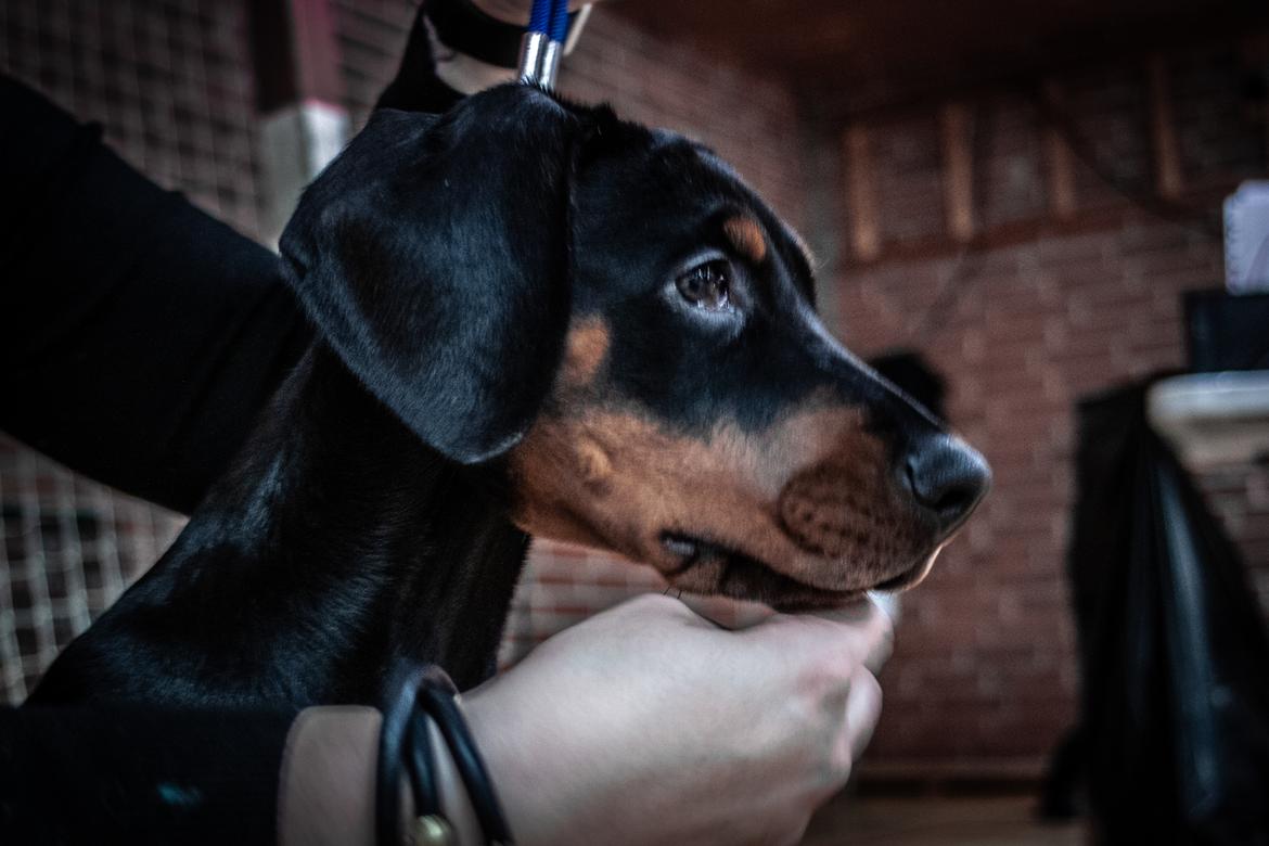 Dobermann Enigma z Padoku // Lexie billede 16