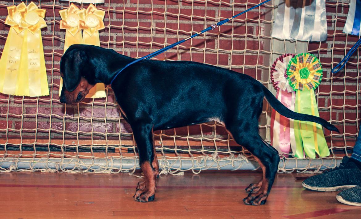 Dobermann Enigma z Padoku // Lexie billede 15