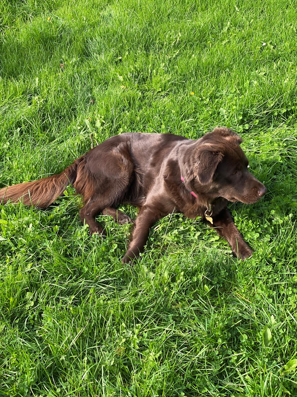 Blanding af racer Pepsi billede 1