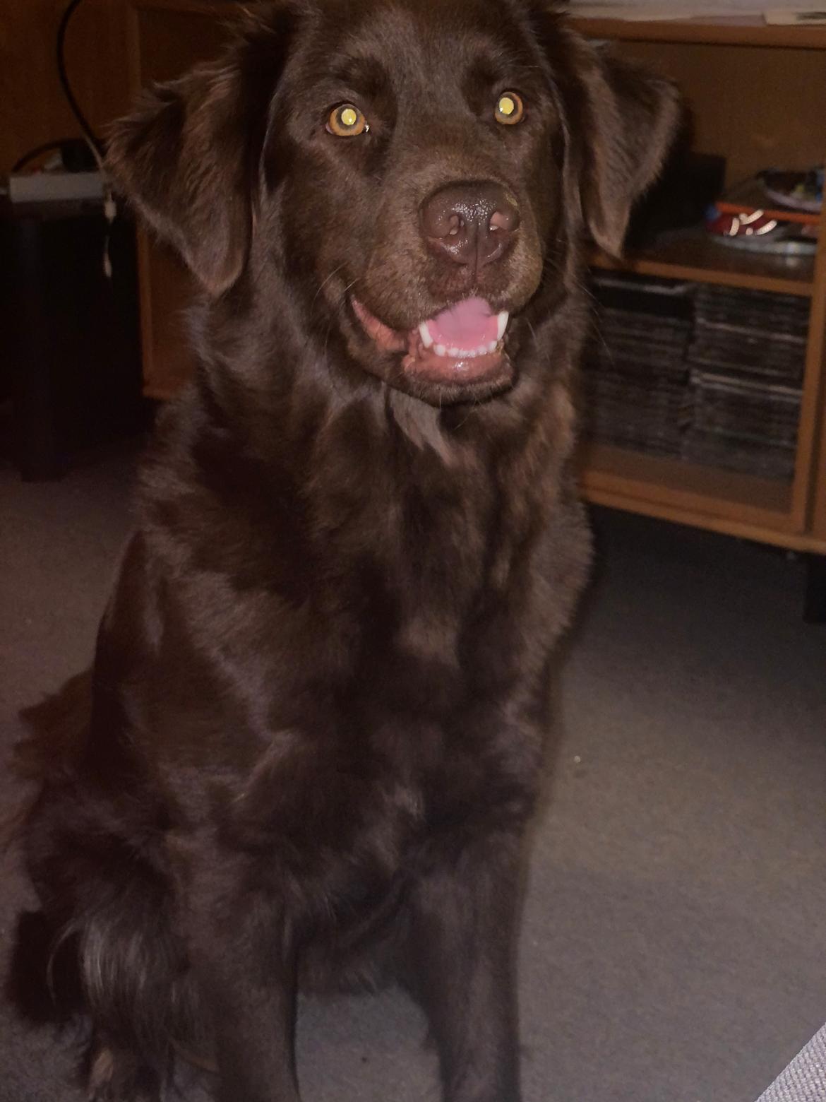 Blanding af racer Pepsi billede 3