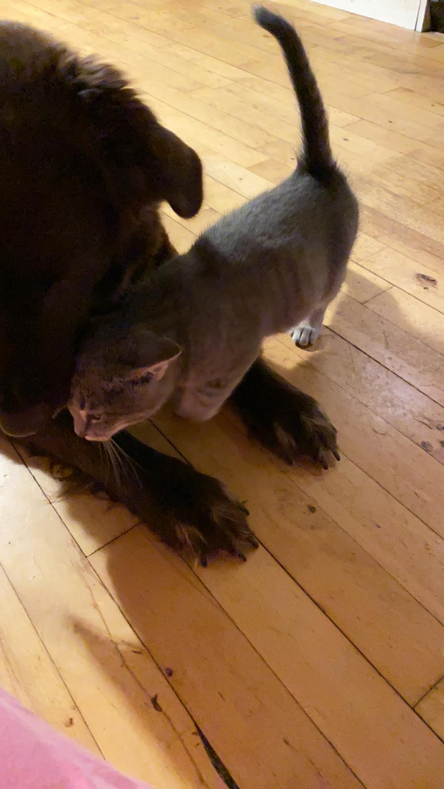 Blanding af racer Pepsi billede 4