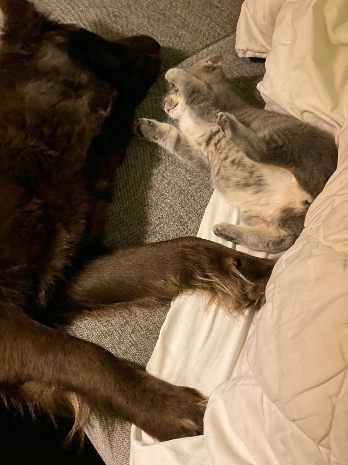 Blanding af racer Pepsi billede 5