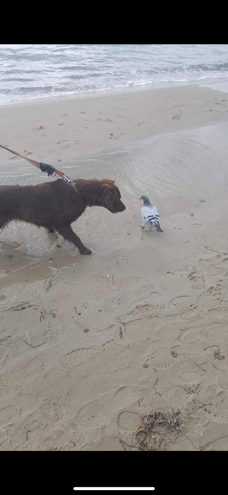 Blanding af racer Pepsi billede 2