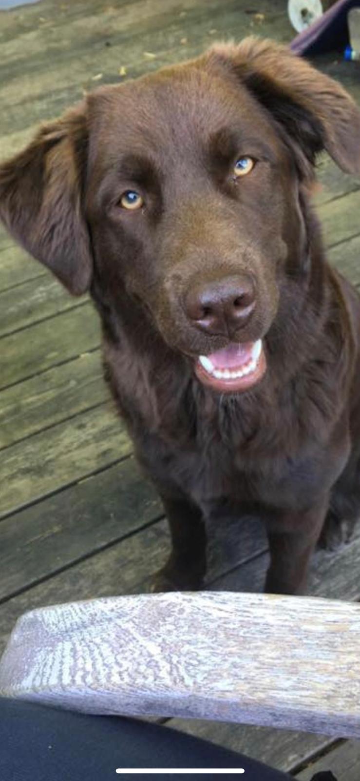 Blanding af racer Pepsi billede 8