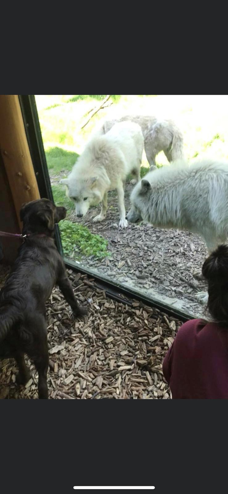 Blanding af racer Pepsi billede 9