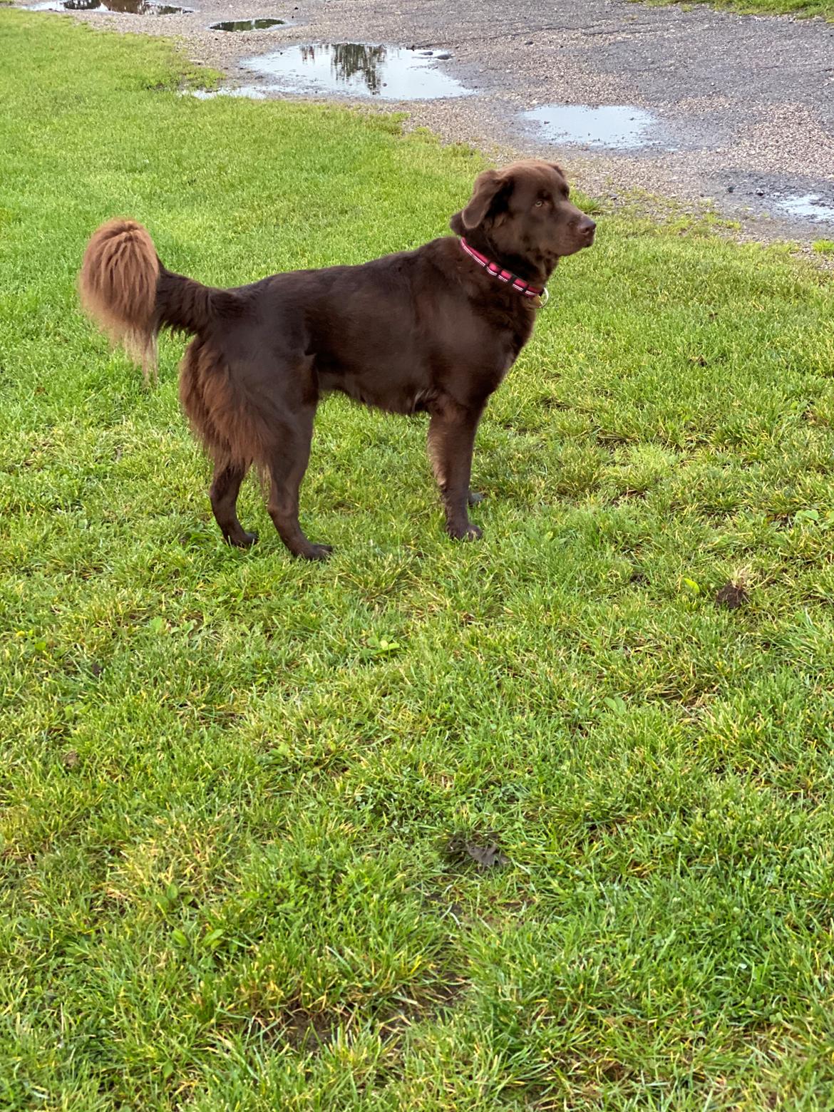 Blanding af racer Pepsi billede 10