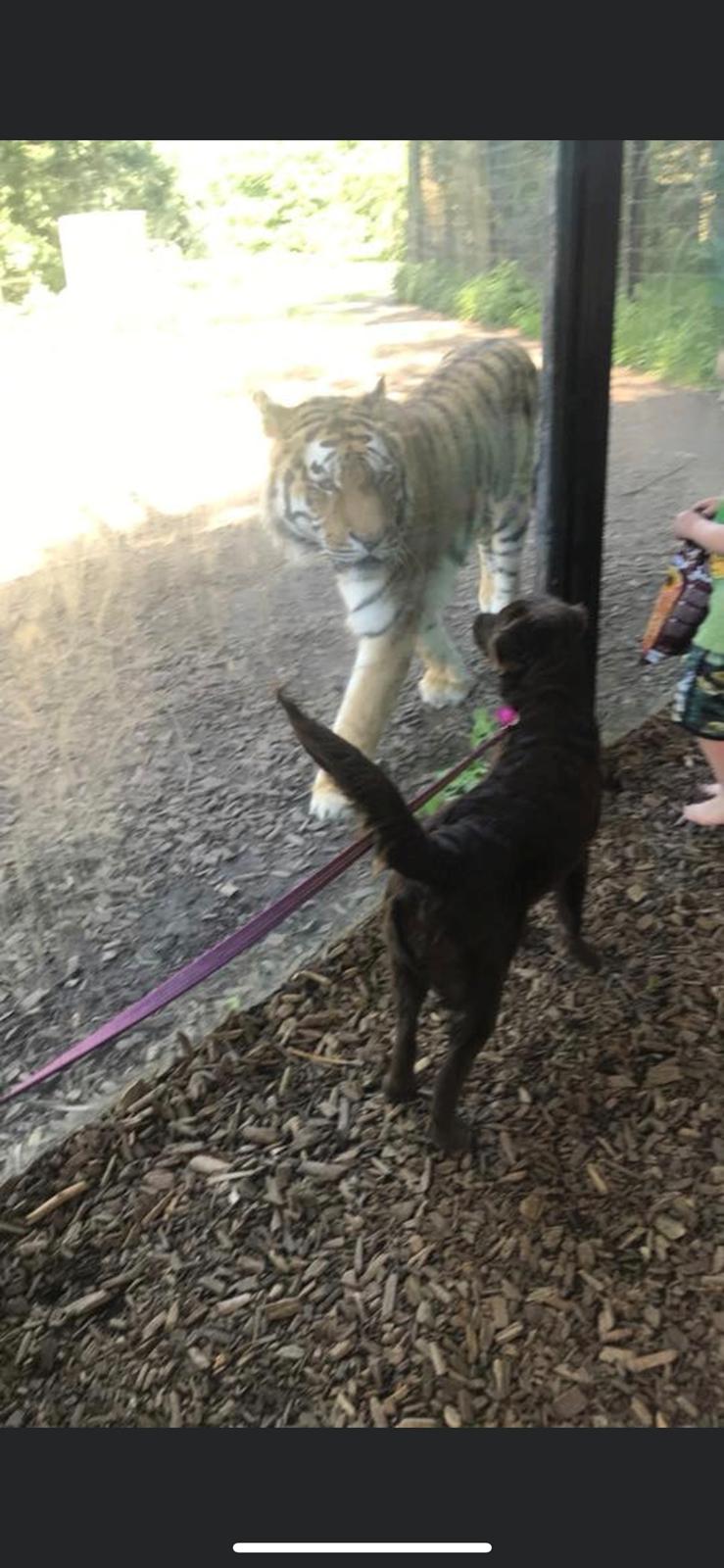 Blanding af racer Pepsi billede 11