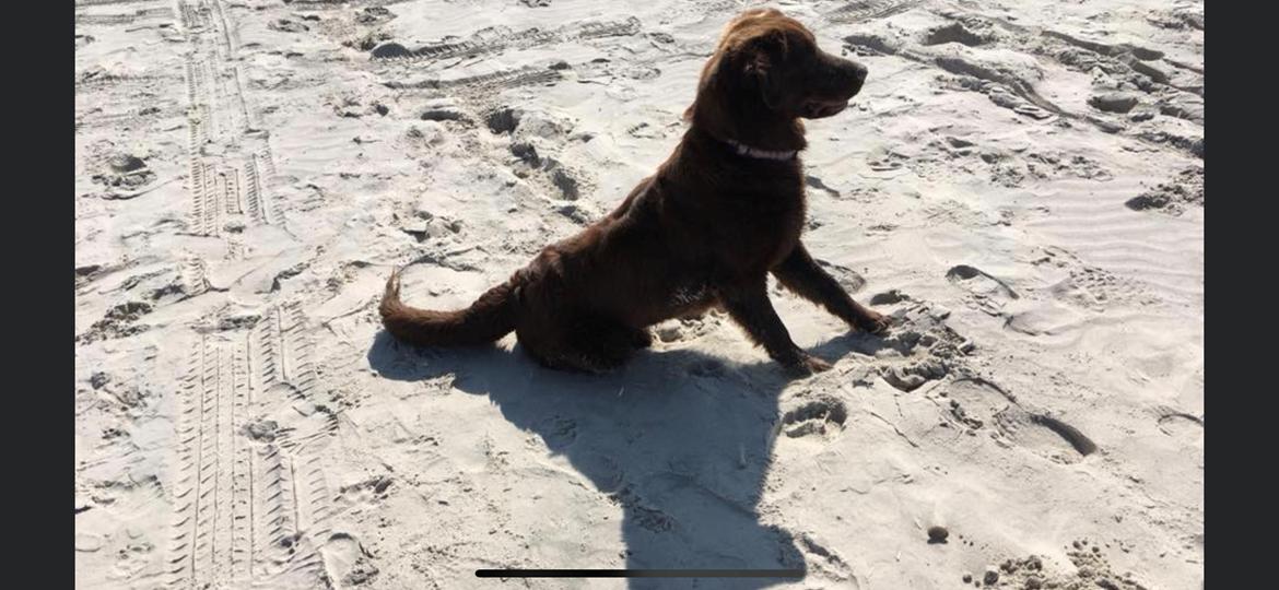 Blanding af racer Pepsi billede 12