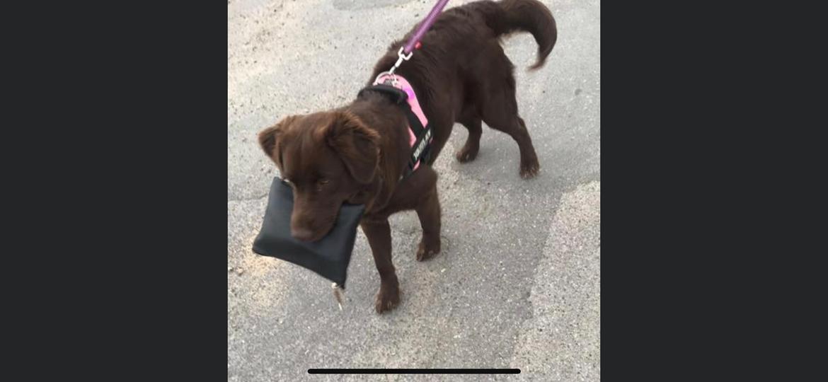 Blanding af racer Pepsi billede 7