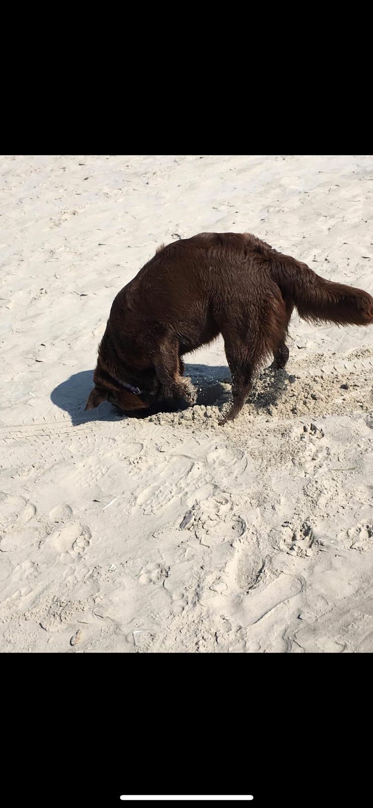 Blanding af racer Pepsi billede 13