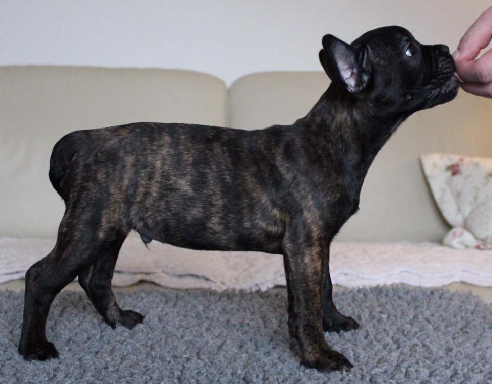 Fransk bulldog Molosshuset The Emperor's New Clothes billede 10