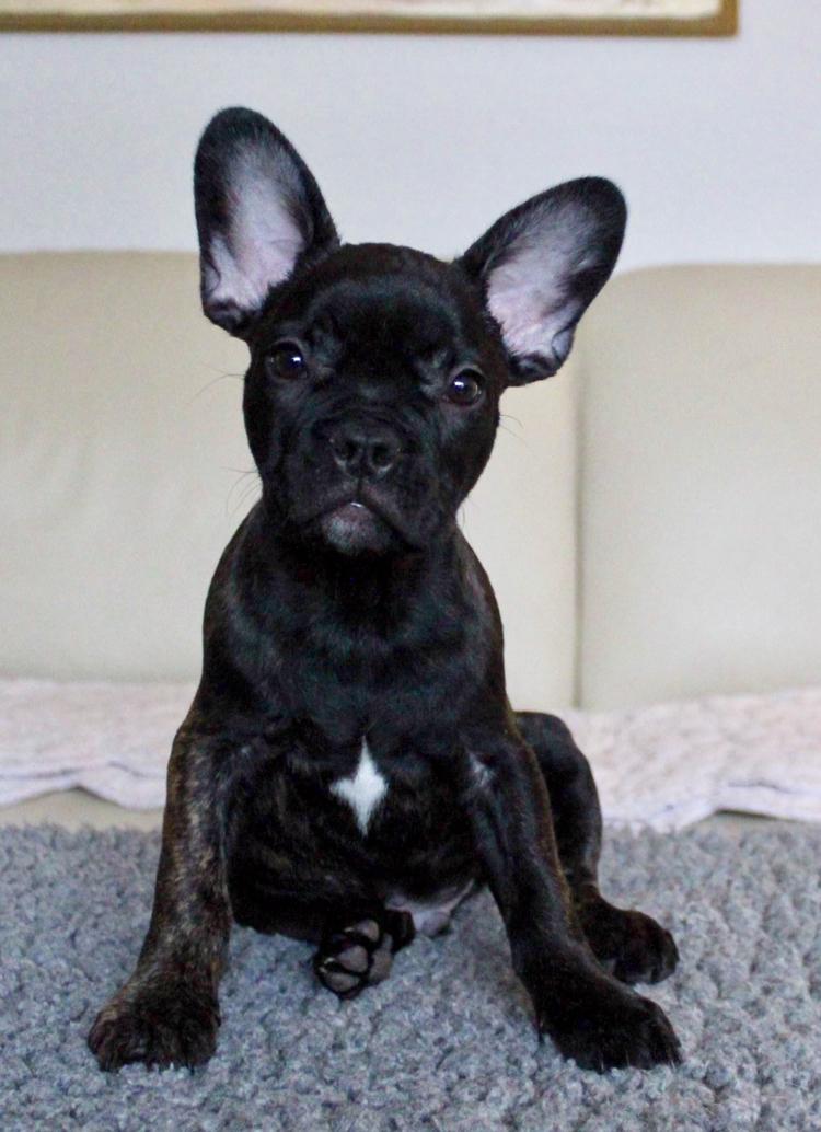 Fransk bulldog Molosshuset The Emperor's New Clothes billede 9