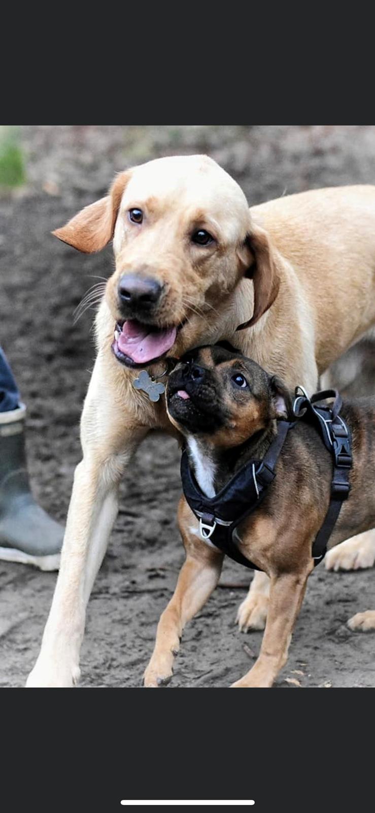 Staffordshire bull terrier Kenya  billede 35